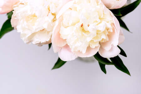 Stunning White and Pink Peonies on Blue Background Summer Flower Background Background Card for Mothers Day or Others Holidays Close Upの写真素材