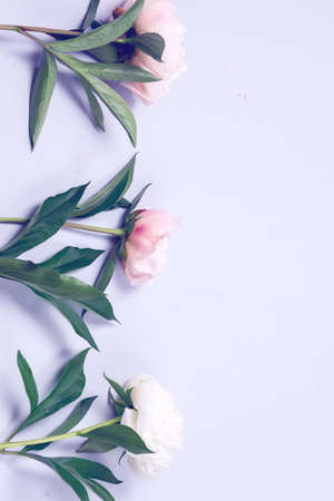 Stunning White and Pink Peonies on Blue Background Summer Flower Background Background Card for Mothers Day or Others Holidays Copy Space Verticalの写真素材