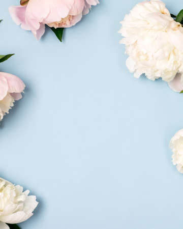 Stunning White and Pink Peonies on Blue Background Summer Flower Background Background Card for Mothers Day or Others Holidays Copy Space Frameの写真素材