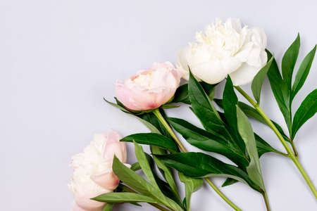 Stunning White and Pink Peonies on Blue Background Summer Flower Background Background Card for Mothers Day or Others Holidays Copy Spaceの写真素材