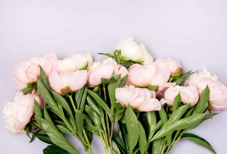 Stunning White and Pink Peonies on Blue Background Summer Flower Background Card for Mothers Day or Others Holidays Horizontalの写真素材