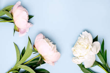Stunning White and Pink Peonies on Blue Background Summer Flower Background Background Card for Mothers Day or Others Holidays Horizontalの写真素材