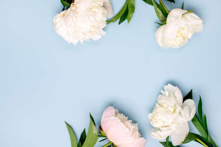 Stunning White and Pink Peonies on Blue Background Summer Flower Background Background Card for Mothers Day or Others Holidays Frameの写真素材