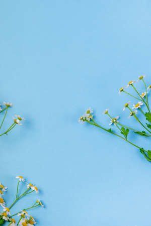 Beautiful Chamomile Flowers on Blue Background Top View Summer Flower Background Verticalの写真素材