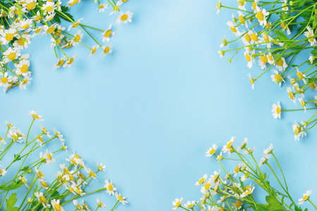 Beautiful Chamomile Flowers on Blue Background Top View Summer Flower Background Copy Space Frame