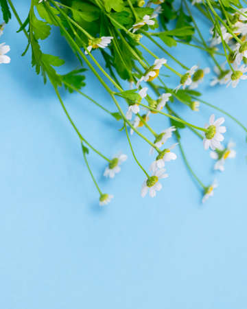 Beautiful Chamomile Flowers on Blue Background Top View Summer Flower Background Copy Spaceの写真素材
