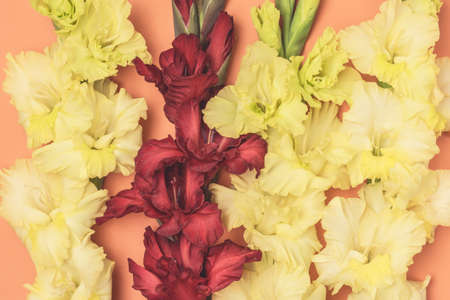Background of Beautiful Yellow and Red Gladioluses on Orange Background Pattern of Gladioli Holiday Greeting Card Flat Lay Top View Horizontalの写真素材