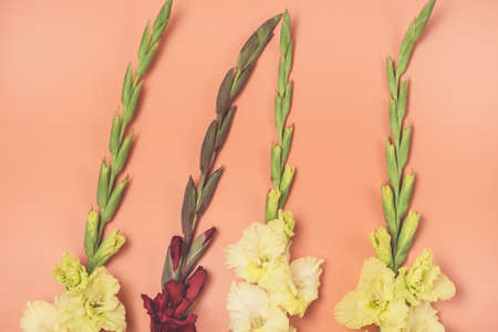 Background of Beautiful Yellow and Red Gladioluses on Orange Background Pattern of Gladioli Holiday Greeting Card Flat Lay Top View Horizontalの写真素材