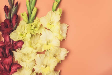 Background of Beautiful Yellow and Red Gladioluses on Orange Background Pattern of Gladioli Holiday Greeting Card Flat Lay Top View Horizontal Copy Spaceの写真素材