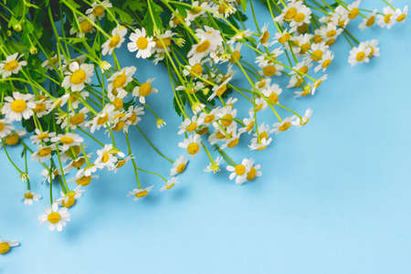 Beautiful Chamomile Flowers on Blue Background Top View Summer Flower Background Copy Spaceの写真素材
