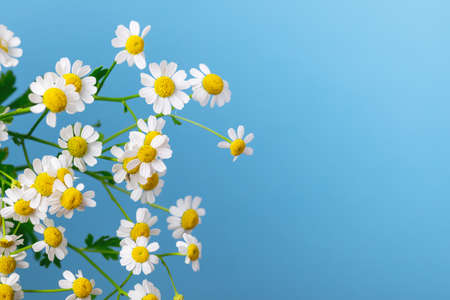 Beautiful Chamomile Flowers on Blue Background Top View Summer Flower Background Copy Spaceの写真素材