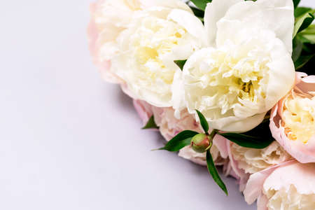 Stunning White and Pink Peonies on Blue Background Summer Flower Background Card for Mothers Day or Others Holidays Horizontalの写真素材