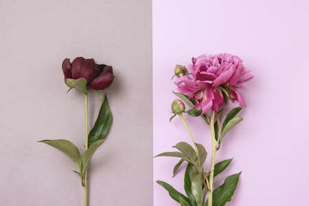 Pink and Rose Peonies on double Gray and Pink Background Fashionable minimal concept of spring or summer flowers Top View Copy Spaceの写真素材