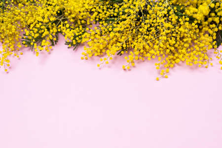 Mimosa or silver wattle Yellow Spring Flowers on the Pink Background Horizontal Copy Space Spring Backgroundの写真素材