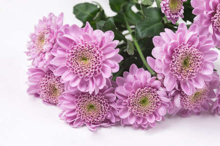 Small Pink and White Aster Flowers on White Background Spring Flower Background or Greeting Card Horizontalの写真素材
