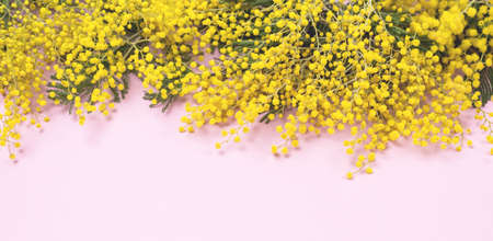 Mimosa or silver wattle Yellow Spring Flowers on the Pink Background Horizontal Copy Space Long Tonedの写真素材