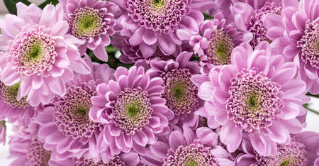 Small Pink and White Aster Flowers on White Background Spring Flower Background or Greeting Card Longの写真素材
