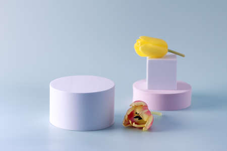 Abstract Minimal Scene Empty Stages and Geometric Podium on Blue Background Pedestal for Cosmetic Product and Packaging Mockups Display Presentation Tulip Flowerの写真素材