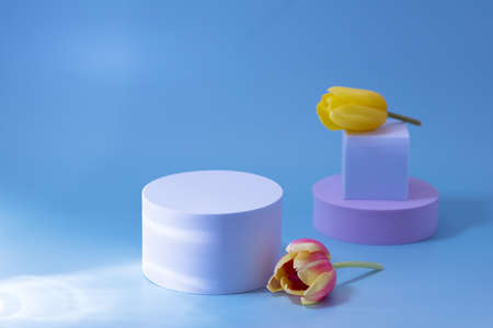 Elegant Modern Geometric Style For Cosmetics Product Display White Blue and Pink Podiums in Blue Light with Shadow Tulip Flowerの写真素材