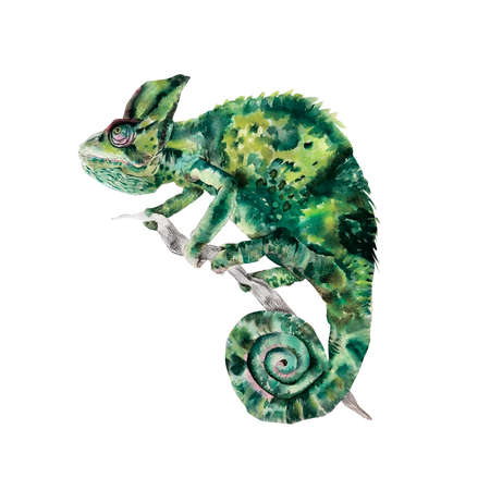 Green chameleon on branch watercolor illustration isolatedの写真素材