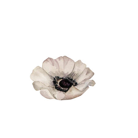 White anemone flower watercolor illustration isolated on whiteの写真素材