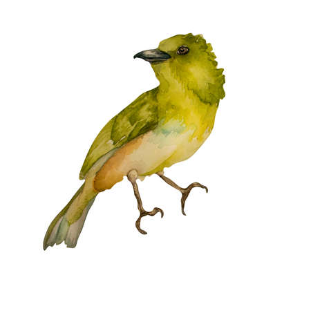 Green yellow bird spring watercolor illustration on whiteの写真素材