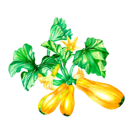 Vegetable marrow plant, squash watercolor illustration on whiteの写真素材