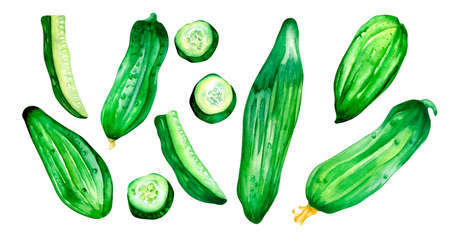 Set of sliced cucumber green vegetables watercolor illustrationの写真素材