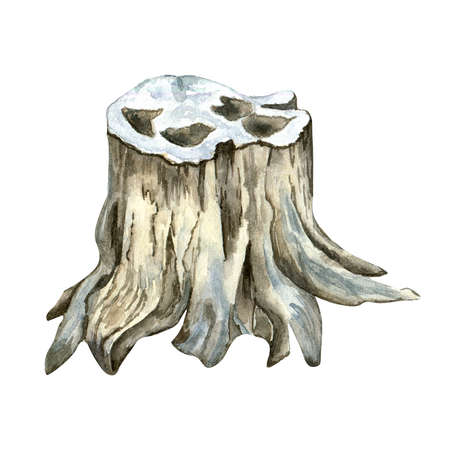 Stump, wood texture watercolor illustration isolated on white background.の写真素材