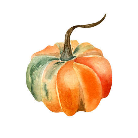 Pumpkin watercolor illustration isolated on white background.の写真素材