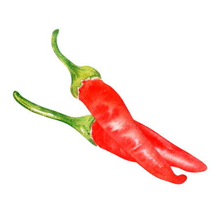 Composition of tabasco hot pepper watercolor illustration isolated on white.の写真素材
