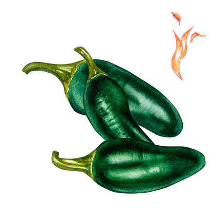 Composition of jalapeno green hot pepper watercolor illustration isolated on white.の写真素材
