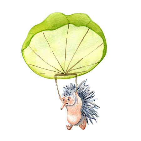 Cartoon echidna with parachute watercolor illustration isolated on white.の写真素材