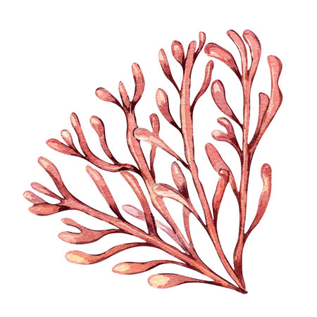 Sea plant watercolor illustration isolated on white background.