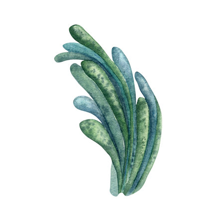 Green sea plant watercolor illustration isolated on white background.の写真素材