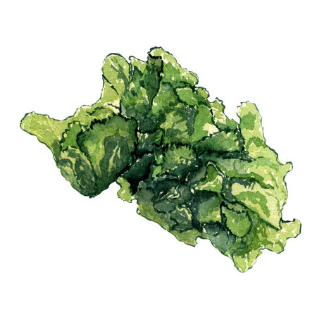Green sea plant watercolor illustration isolated on white background.の写真素材