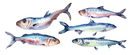 Set of sardines and anchovies watercolor illustration isolated on white background.の写真素材
