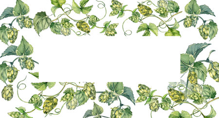 Frame of hop vine, plant humulus watercolor illustration isolated on white background.の写真素材