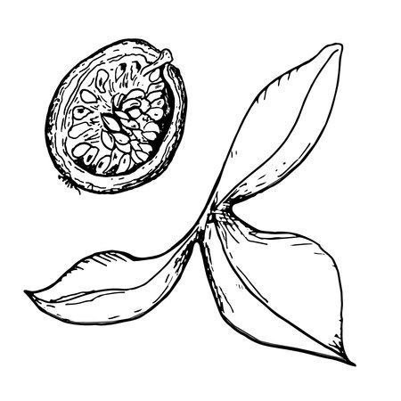 Leaf of passion flower and sliced maracuja vector illustration isolated on white. Tropical fruit hand drawn. Design element for wrapping, menu, market, herbal tea, ice-cream, stickers, tablewareのイラスト素材