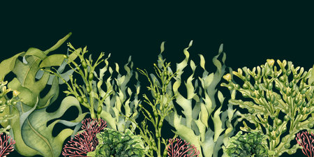 Seamless board of green sea plants watercolor illustration isolated on black. Laminaria, sea salad,...