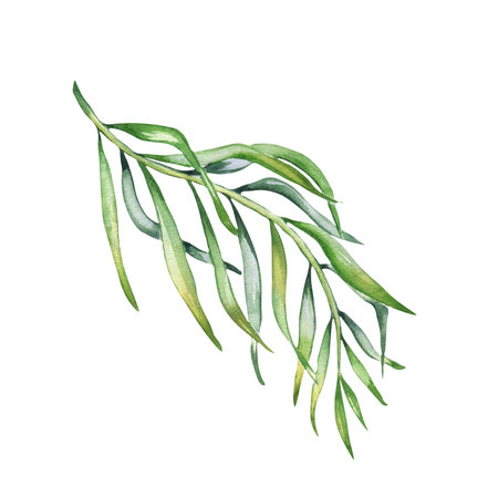 Palm leaves of acai tree watercolor illustration isolated on white background. Green brunch of tropical palm, exotic leaf hand drawn. Design element for wrapping, packaging, label, kitchen utensilの写真素材