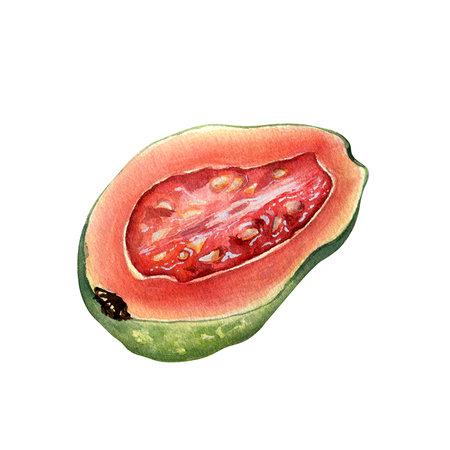 Half and slices guava watercolor illustration isolated on white. Tropical fruit, exotic apple, guajava, red pulp hand drawn. Design element for wrapping, packaging, label, kitchen utensilの写真素材
