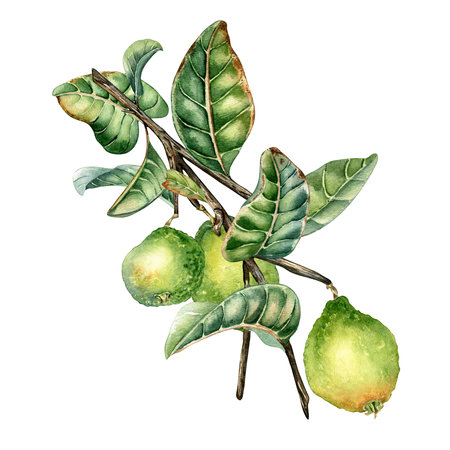 Branch of tree with three guava fruits watercolor illustration isolated on white background. Tropical plant guajava with green leaves hand drawn. Design element for wrapping, packaging, label, posterの写真素材