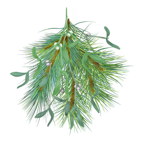 Branch of mistletoe and pine digital illustration watercolor style isolated on white. Christmas plant, green leaves, berry hand drawn. Element for 2024 new year design, card, holiday print, greetingの写真素材