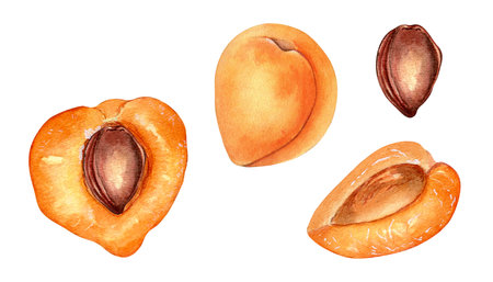Whole and sliced apricots, yellow fruit half isolated, watercolor illustration on white. Orange fruit, peach sliced, nectarine hand drawn. Design element for package, labelの写真素材