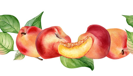 Watercolor illustration with nectarines on leaf isolated on white. Seamless border with whole and segment fruits painting. Variety of peach hand drawn. Design element for package, label, tabelwearの写真素材