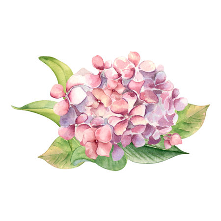 Watercolor illustration of pink hydrangea and leaves isolated on white. Painted flowers in gentle...