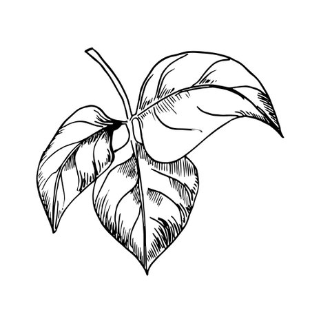 Abstract outlined leaves and branches vector illustration isolated on white. Hand drawn black white outline branch with leaves. Ink foliage silhouettes. Leaf of vegetable plant hand drawn graphicのイラスト素材