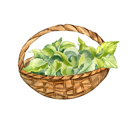Full straw basket of nettle leaves watercolor illustration isolated on white. Rustic basket with herbal plants hand drawn. Design element for card, label, package, nettle product, apothecaryの写真素材