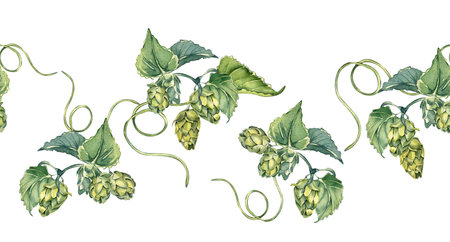 Hop cones and leaves watercolor seamless banner isolated. Humulus plant on repeating border, brunch of hop hand drawn painted. Elements for beer label, nature product, rustic event, festival.の写真素材